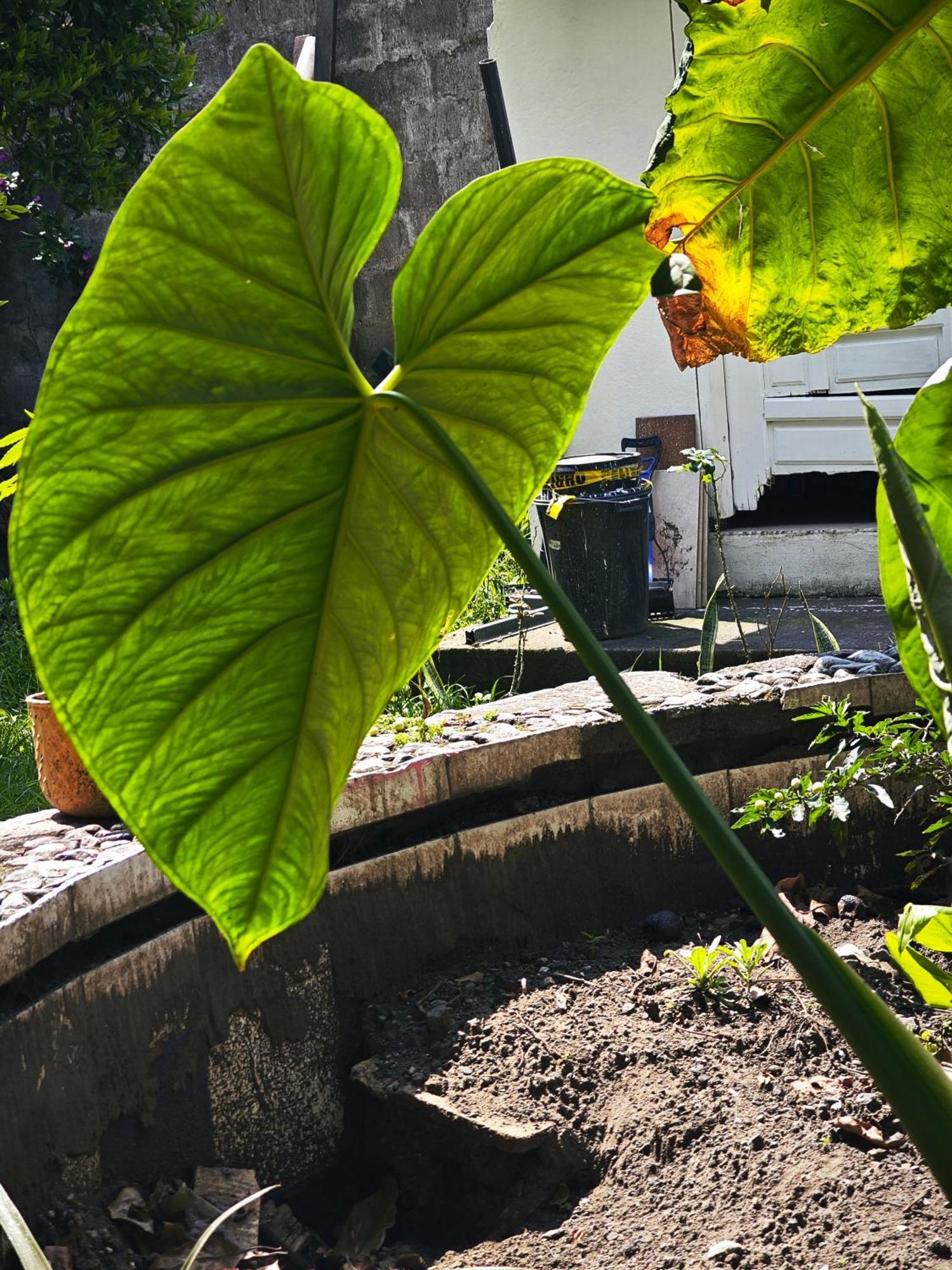 Garden House Hostal Banos  Ngoại thất bức ảnh